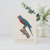 Rainbow lorikeet female, Trichoglossus moluccanus Postkarte (Stehend Vorderseite)