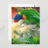 Rainbow Lorikeet Foto Postkarte (Vorne/Hinten)