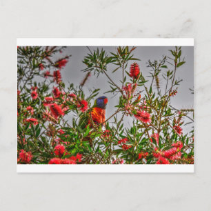 RAINBOW LORIKEET IN LÄNDLICHEM QUEENSLAND AUSTRALI POSTKARTE