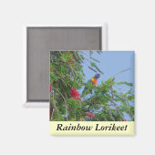 Rainbow Lorikeet Magnet (Vorderseite/Rückseite)