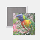 Rainbow Lorikeet Magnet (Vorderseite/Rückseite)