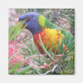 Rainbow Lorikeet Magnet (Vorne)