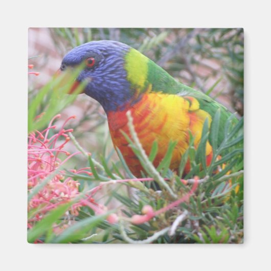 Rainbow Lorikeet Magnet (Vorne)