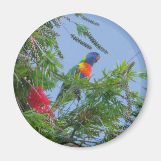 Rainbow Lorikeet Magnet