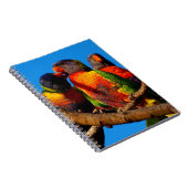 Rainbow Lorikeet Notebook Notizblock (Rechte Seite)