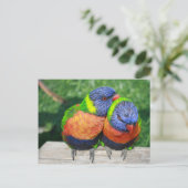Rainbow Lorikeet Papageienpaar Postkarte (Stehend Vorderseite)