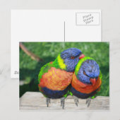 Rainbow Lorikeet Papageienpaar Postkarte (Vorne/Hinten)