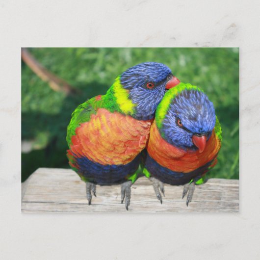 Rainbow Lorikeet Papageienpaar Postkarte (Vorderseite)