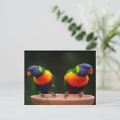 Rainbow Lorikeet Parrots Postkarte (Stehend Vorderseite)