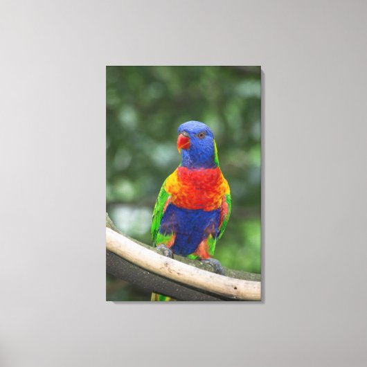 Rainbow Lorikeet Portrait Leinwanddruck (Vorderseite)