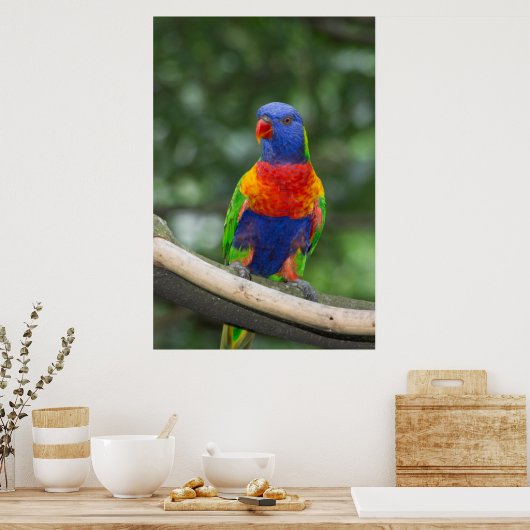 Rainbow Lorikeet Portrait Poster (Küche)