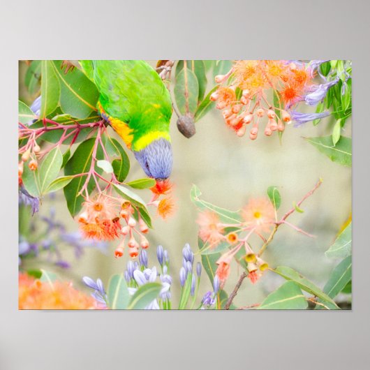 Rainbow Lorikeet Poster (Vorne)