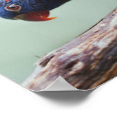 Rainbow Lorikeet Poster (Ecke)