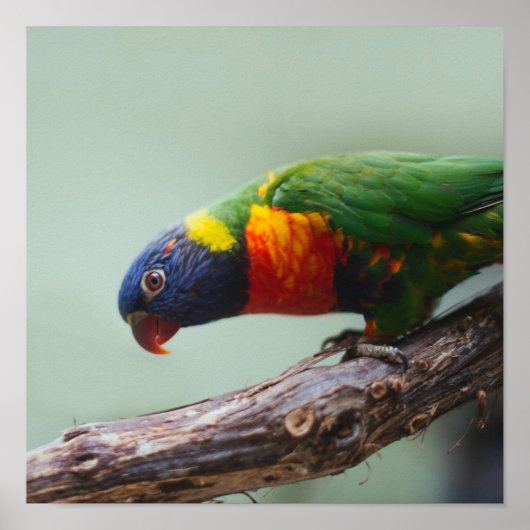 Rainbow Lorikeet Poster (Vorne)