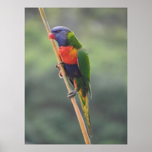 Rainbow Lorikeet Poster (Vorne)