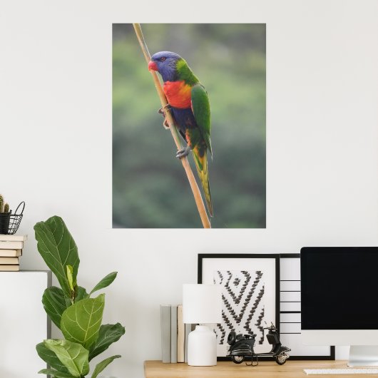 Rainbow Lorikeet Poster (Heimbüro)