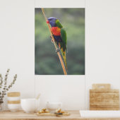 Rainbow Lorikeet Poster (Küche)