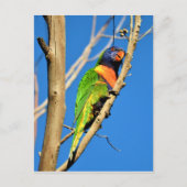 Rainbow Lorikeet Postkarte (Vorderseite)