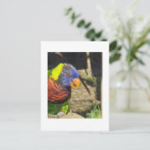 Rainbow Lorikeet Postkarte (Stehend Vorderseite)