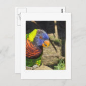 Rainbow Lorikeet Postkarte (Vorne/Hinten)