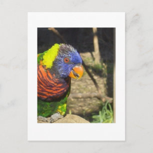 Rainbow Lorikeet Postkarte