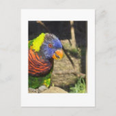 Rainbow Lorikeet Postkarte (Vorderseite)