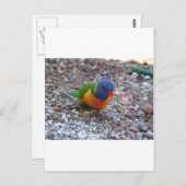 Rainbow Lorikeet Postkarte (Vorne/Hinten)