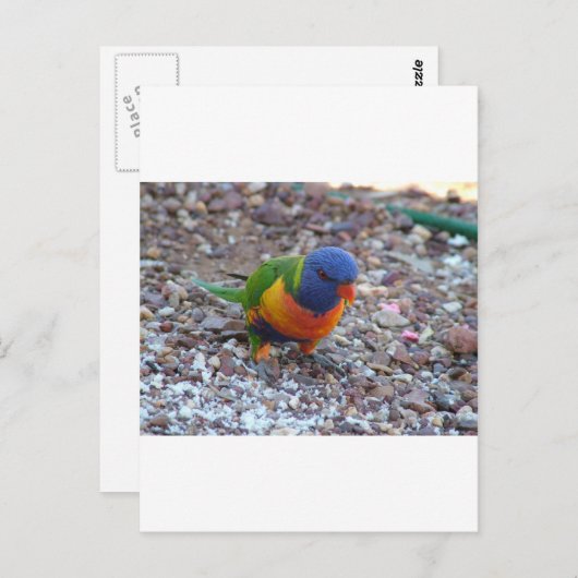 Rainbow Lorikeet Postkarte (Vorne/Hinten)