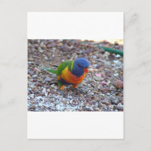 Rainbow Lorikeet Postkarte