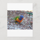Rainbow Lorikeet Postkarte (Vorderseite)