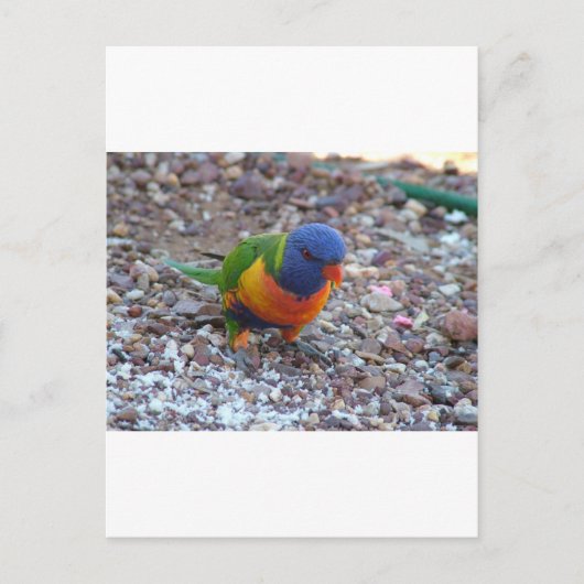 Rainbow Lorikeet Postkarte (Vorderseite)