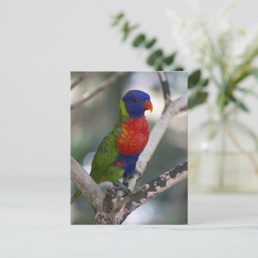 Rainbow Lorikeet Postkarte (Stehend Vorderseite)