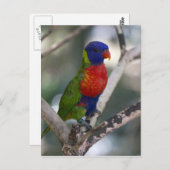 Rainbow Lorikeet Postkarte (Vorne/Hinten)