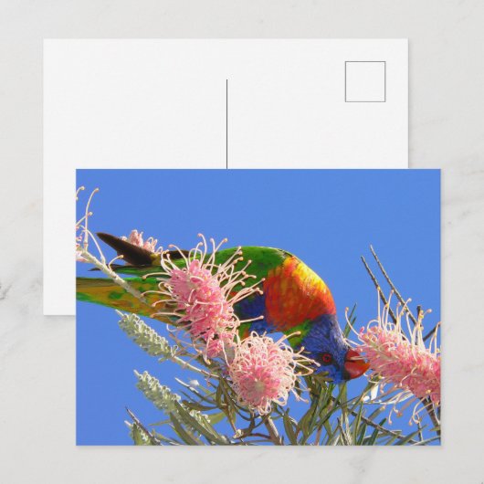 Rainbow Lorikeet Postkarte (Vorne/Hinten)