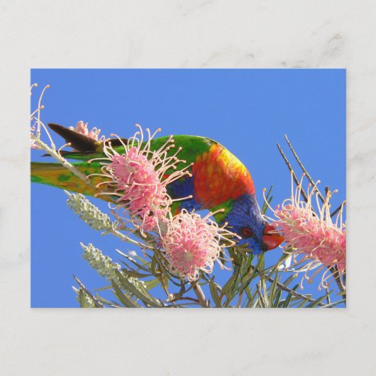 Rainbow Lorikeet Postkarte (Vorderseite)