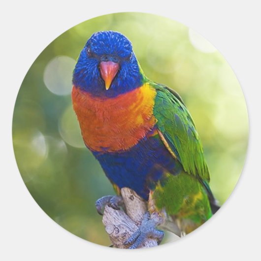 Rainbow Lorikeet Runder Aufkleber (Vorderseite)
