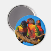 Rainbow Lorikeet, Rundmagnet Magnet (Vorderseite/Rückseite)