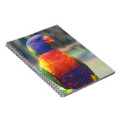 Rainbow Lorikeet (Trichoglossus haematodus 2 Notizblock (Rechte Seite)