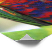 Rainbow Lorikeet (Trichoglossus haematodus 2 Poster (Ecke)