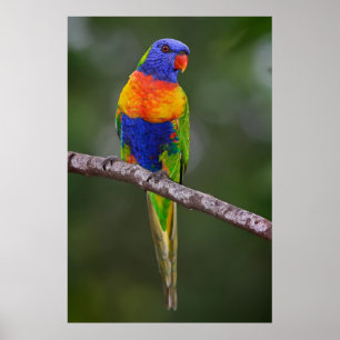 Rainbow Lorikeet Trichoglossus Haematodus Parrot Poster