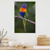 Rainbow Lorikeet Trichoglossus Haematodus Parrot Poster (Küche)