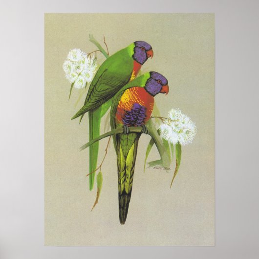 Rainbow Lorikeet - Trichoglossus haematodus Poster (Vorne)