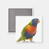 Rainbow Lorikeet - Trichoglossus Magnet (Vorderseite/Rückseite)