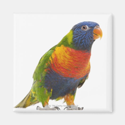 Rainbow Lorikeet - Trichoglossus Magnet (Vorne)