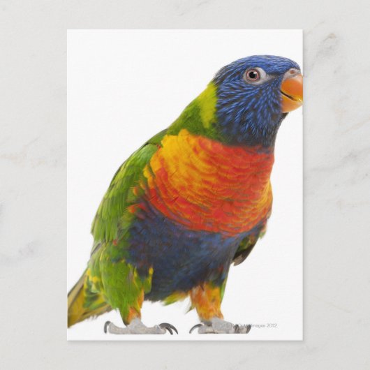 Rainbow Lorikeet - Trichoglossus Postkarte (Vorderseite)