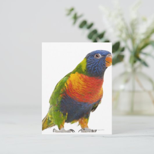Rainbow Lorikeet - Trichoglossus Postkarte (Stehend Vorderseite)