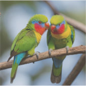 Rainbow Lorikeets Aufkleber (Vorderseite)