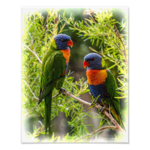 Rainbow Lorikeets Fotodruck