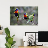 Rainbow Lorikeets Poster (Heimbüro)