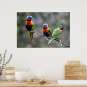 Rainbow Lorikeets Poster (Küche)